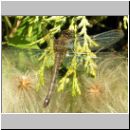 Sympetrum striolatum - Grosse Heidelibelle w09.jpg